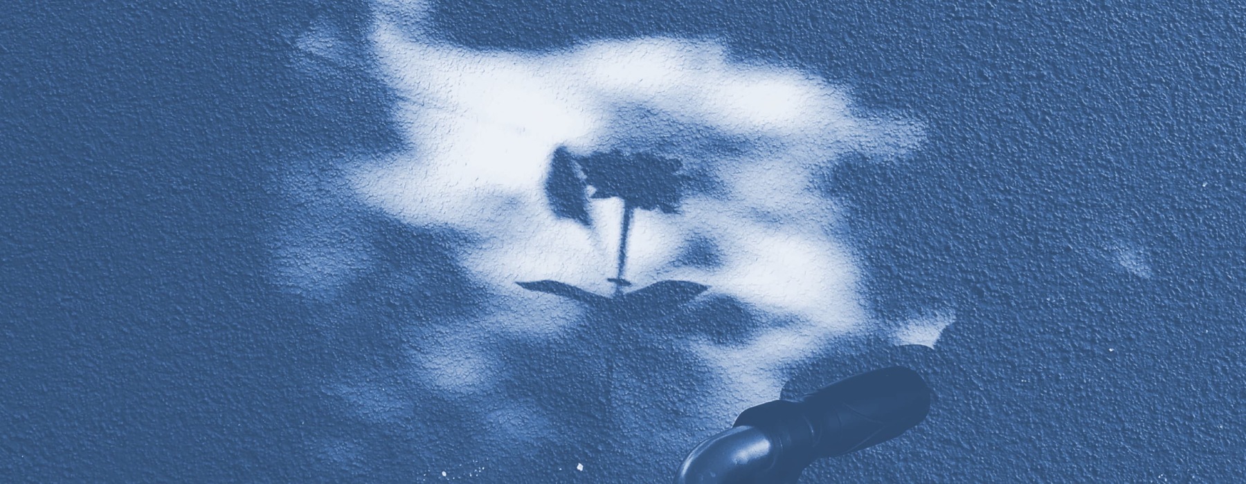 shadows of flowers on a sidewalk